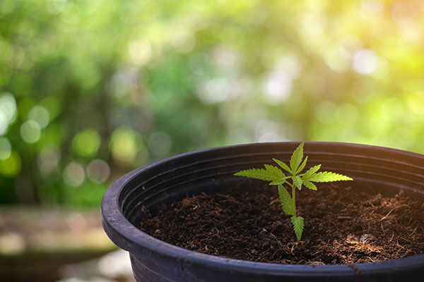 What Affects Cannabis Plant Growth? Key Factors Explained