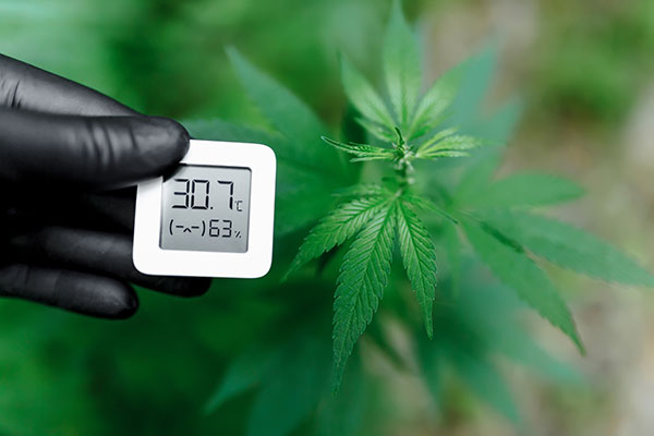 What Affects Cannabis Plant Growth? Key Factors: Temperature and Humidity