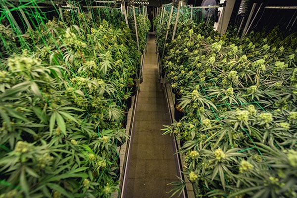 Where Cannabis Operations Lose Money: Inefficiencies in the Grow Phase
