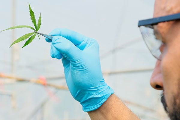 Where Cannabis Operations Lose Money: Post-Harvest Inefficiencies