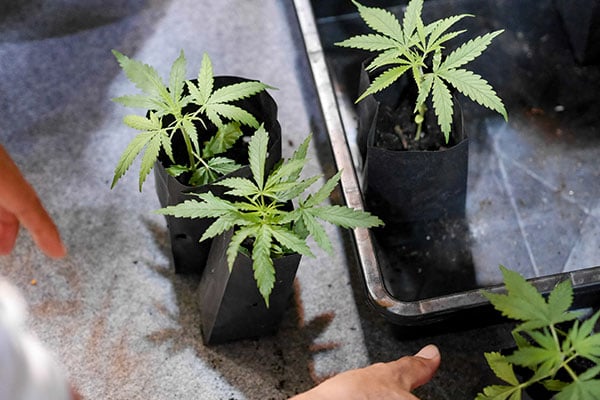 Where Cannabis Operations Lose Money: Transplanting