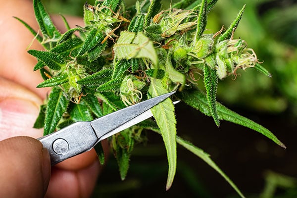 Where Cannabis Operations Lose Money: Trimming Speed and Quality